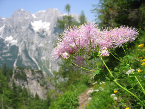 Thalictrum aquilegifolium02.jpg © Tigerente
