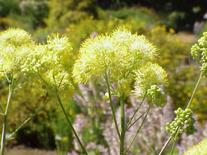 Thalictrum flavum0.jpg © Kurt Stüber [1]
