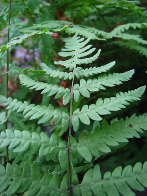 Thelypteris palustris 02.jpg © Agnieszka Kwiecień, Nova