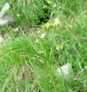 Thesium alpinum.JPG © Thomas Mathis
