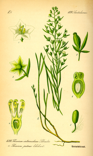 Illustration Thesium pyrenaicum0.jpg &copy; Commons