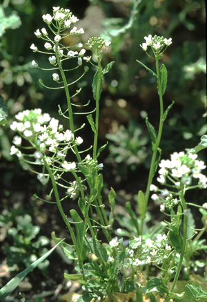 Thlaspi arvense1 eF.jpg © Commons