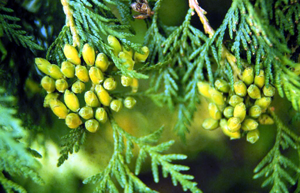 Thuja occidentalis.jpg © Commons