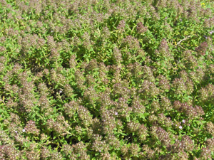 Thymus praecox.JPG © Commons