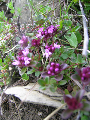 Thymus pulegioides.JPG © Thomas Mathis