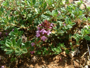 Thymus serpyllum1.jpg © Commons