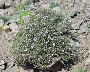 Thymus vulgaris1.JPG © Henry Brisse (upload by user:Abalg)