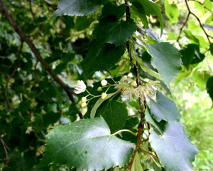 Tilia-cordata2.JPG © Commons