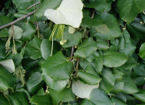 Tilia-tomentosa.JPG © Commons
