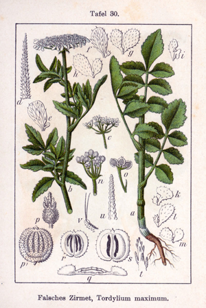 Tordylium maximum Sturm30.jpg © Johann Georg Sturm (Painter: Jacob Sturm)
