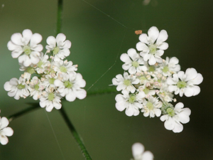Torilis japonica.jpeg © Kristian Peters -- Fabelfroh 07:58, 14 September 2007 (UTC)