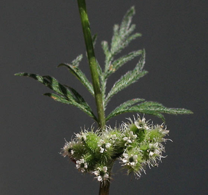 Torilisnodosa.jpg © Anthony Valois and the National Park Service