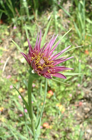 Tragopogon porrifolius flower.jpg © Stephen Lea
