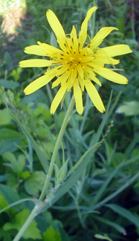 Tragopogon pratensis subsp. pratensis bgiu.jpg &copy; Commons