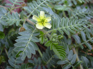 Starr 030612-0063 Tribulus terrestris.jpg © Forest & Kim Starr
