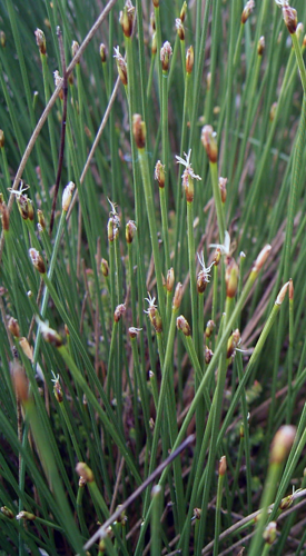 Trichophorum.jpg © Elke Freese