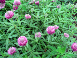 Trifolium alpestre.jpg © Dezidor