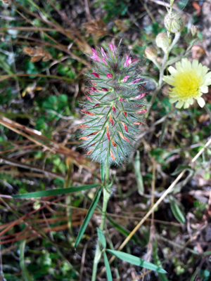 Trifolium angustifolium FlowersCloseup DehesaBoyaldePuertollano.jpg © Javier martin