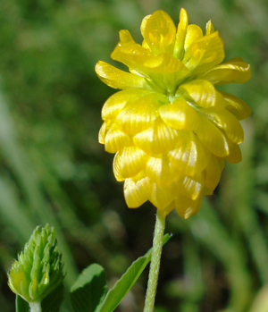 Trifolium aureum W.jpg © Fornax
