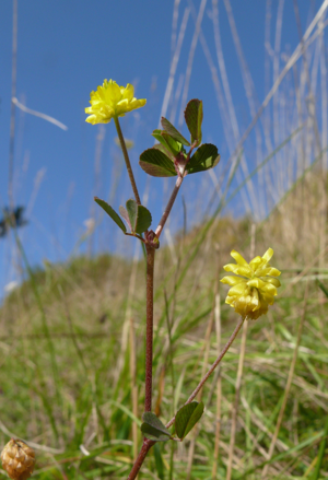 Trifolium campestre 300907.jpg © Bernd Haynold