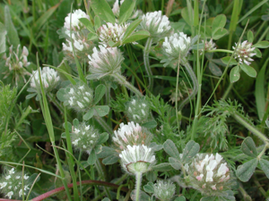 Trif cherleri014.JPG © Dr. Marco Iocchi