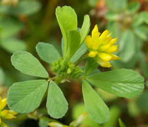 Trifolium dubium kz1.jpg © Kenraiz