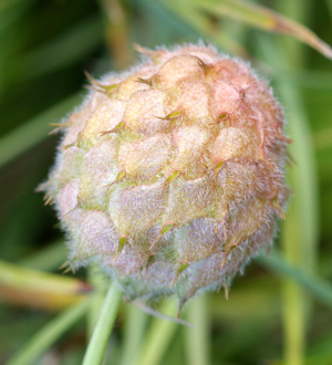 TrifoliumFragiferum2.jpg © Christian Fischer