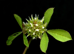 Trifoliumglomeratum.jpg © Floracatalana.net