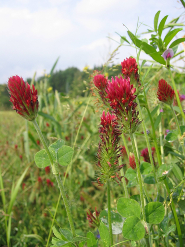 Trifolium incarnatum.jpg &copy; Commons
