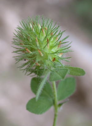 Trifolium lappaceum 1.JPG © Gideon Pisanty (Gidip)