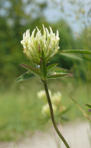 Trifolium ochroleucon 070608a.jpg © Bernd Haynold