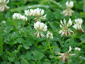 Starr 070313-5645 Trifolium repens.jpg © Forest & Kim Starr