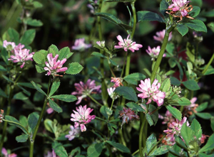 Trifolium resupinatum eF.jpg © Commons