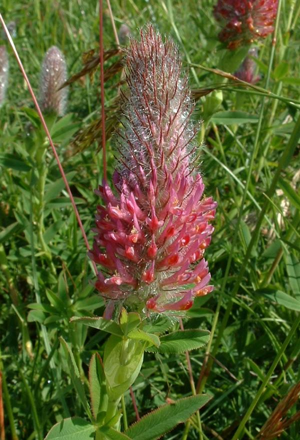 Trifolium rubens5.jpg © The original uploader was Jeffdelonge at French Wikipedia