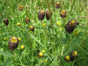 Trifolium Spadiceum.JPG © Planchon