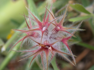 Trifolium stellatum 1.JPG © Gideon Pisanty (Gidip)