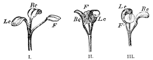 PSM V18 D519 Trifolium strictum in diurnal and nocturnal state.jpg © Commons