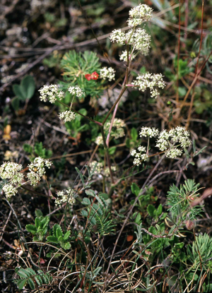 Trinia glauca eF.jpg © Commons