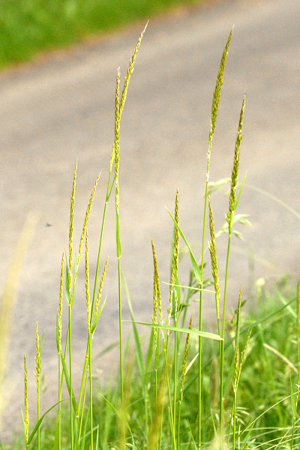 Trisetum.flavescens2.-.lindsey.jpg © James K. Lindsey