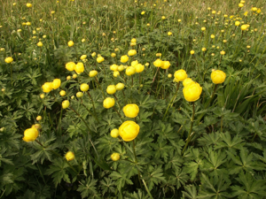 Trollius europaeus 020503.jpg © Commons