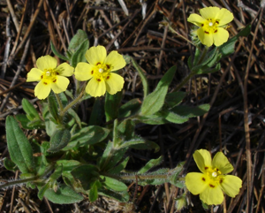 Tuberaria guttata01.jpg © Commons