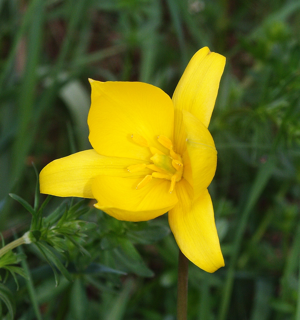 Tulipa sylvestris 250406.jpg © Bernd Haynold