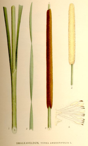 Typha angustifolia nf.jpg © Commons