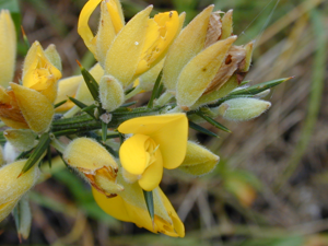 Starr 030405-0004 Ulex europaeus.jpg © Forest & Kim Starr