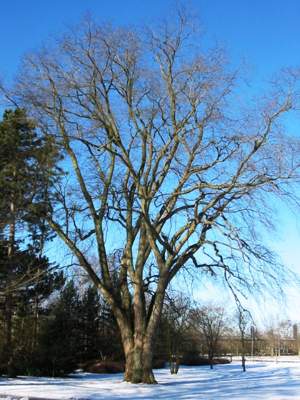 RN Ulmus glabra (alnarp sweden).jpg © Ronnie Nijboer