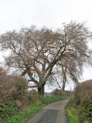 Llandegfan Elm tree.jpg © Commons