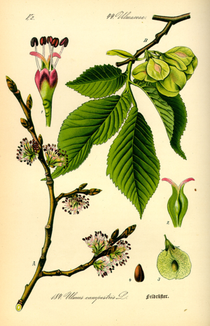 Illustration Ulmus carpinifolia0.jpg © Commons