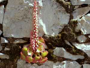 Umbilicus rupestris red.jpg © Júlio Reis
