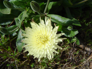 Urospermum dalechampii 2.JPG © Xemenendura