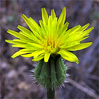 Urospermumpicroides.jpg © Anthony Valois and the National Park Service